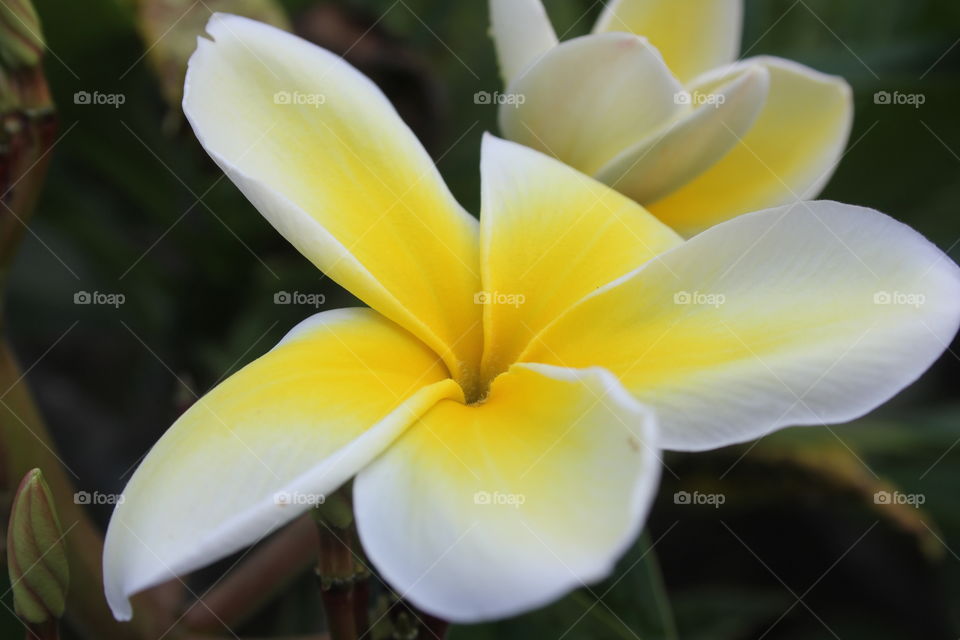 Hawaiian flowers