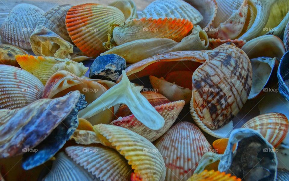 Colorful Seashells . Colorful seashells on the Brazilian coast