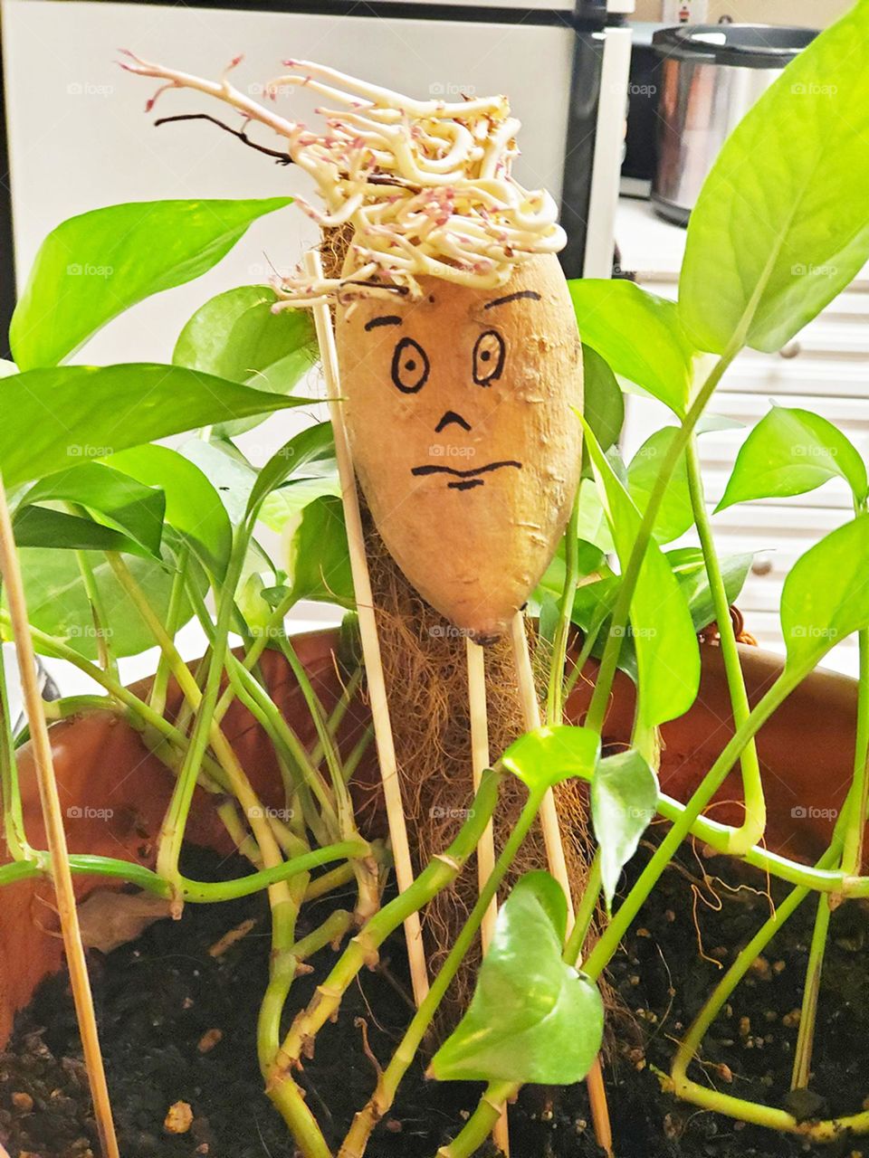 Hand drawn upset face sweet potato head in potted plant