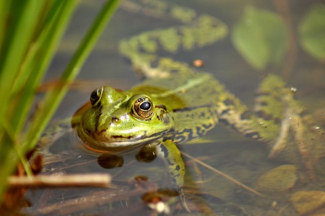 Frosch