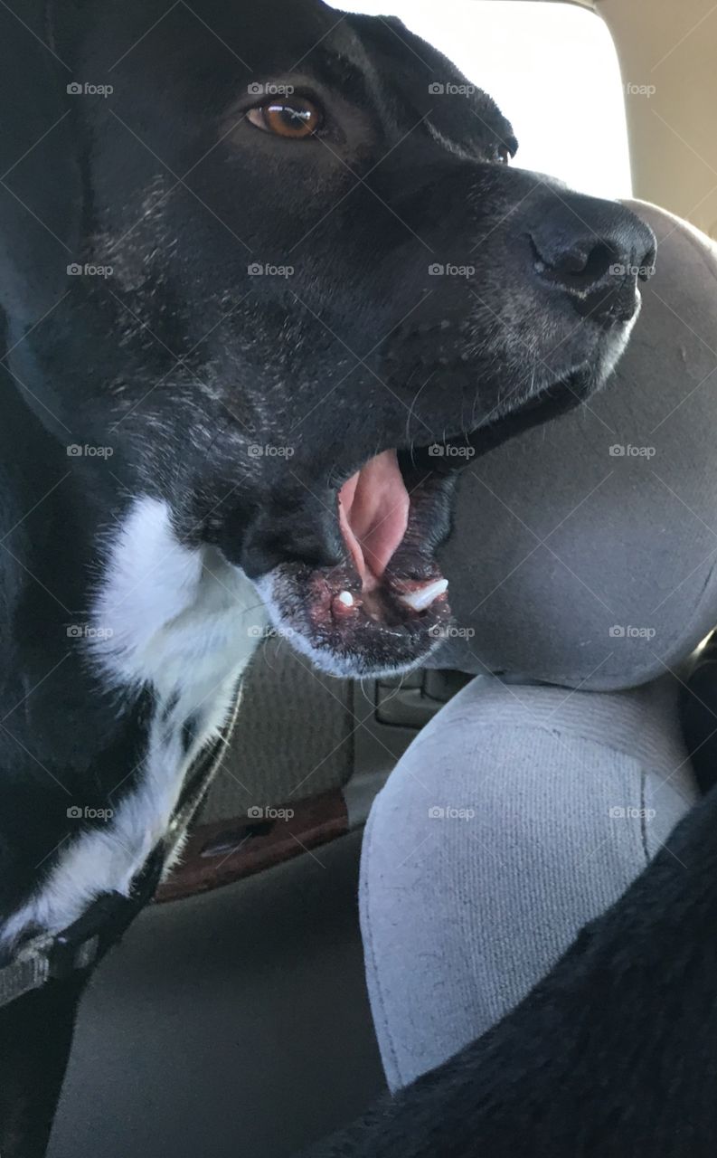 Big yawning doggy 