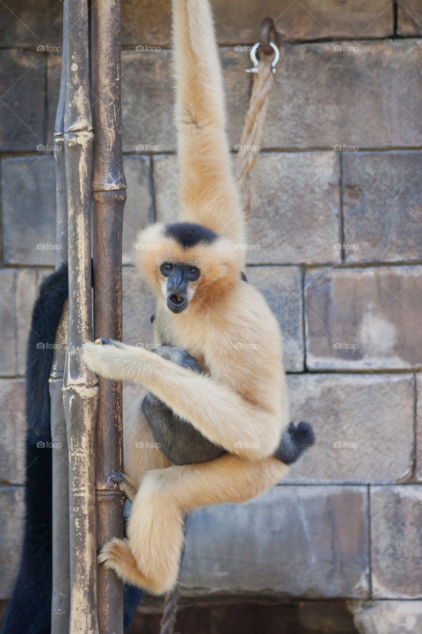 Gibbons