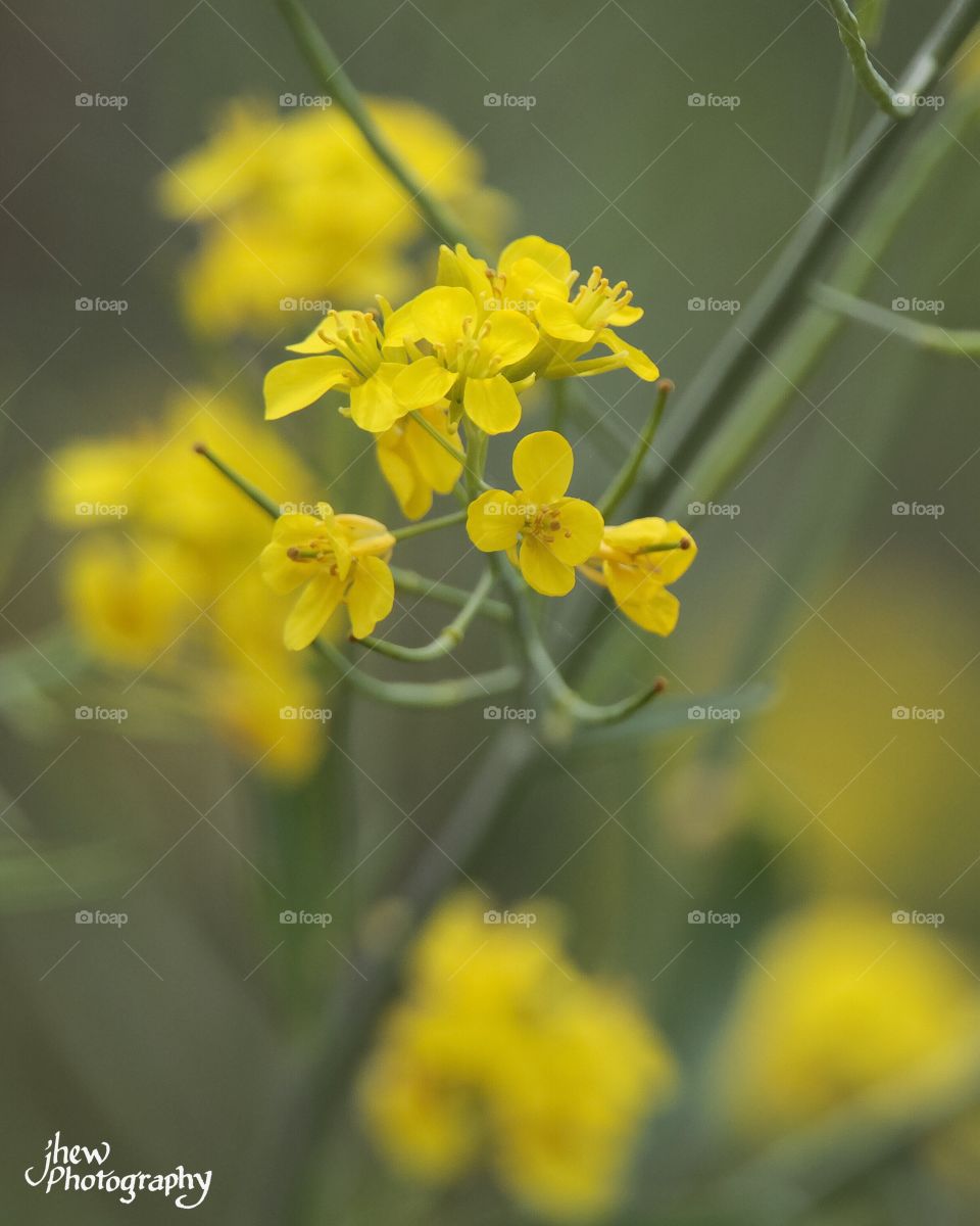 Wild Mustard