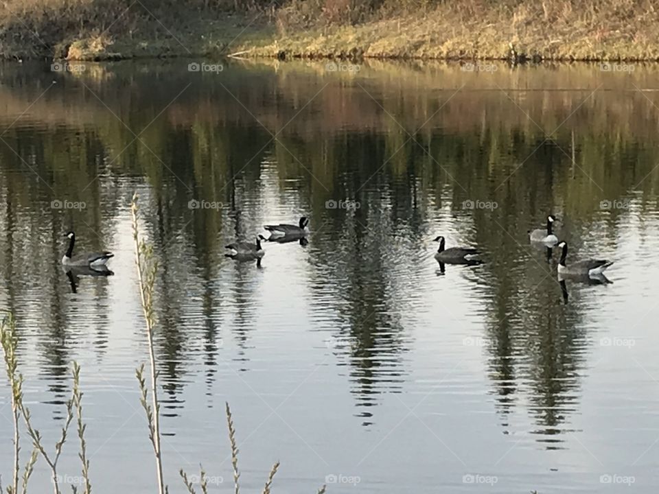 Six geese on the river.