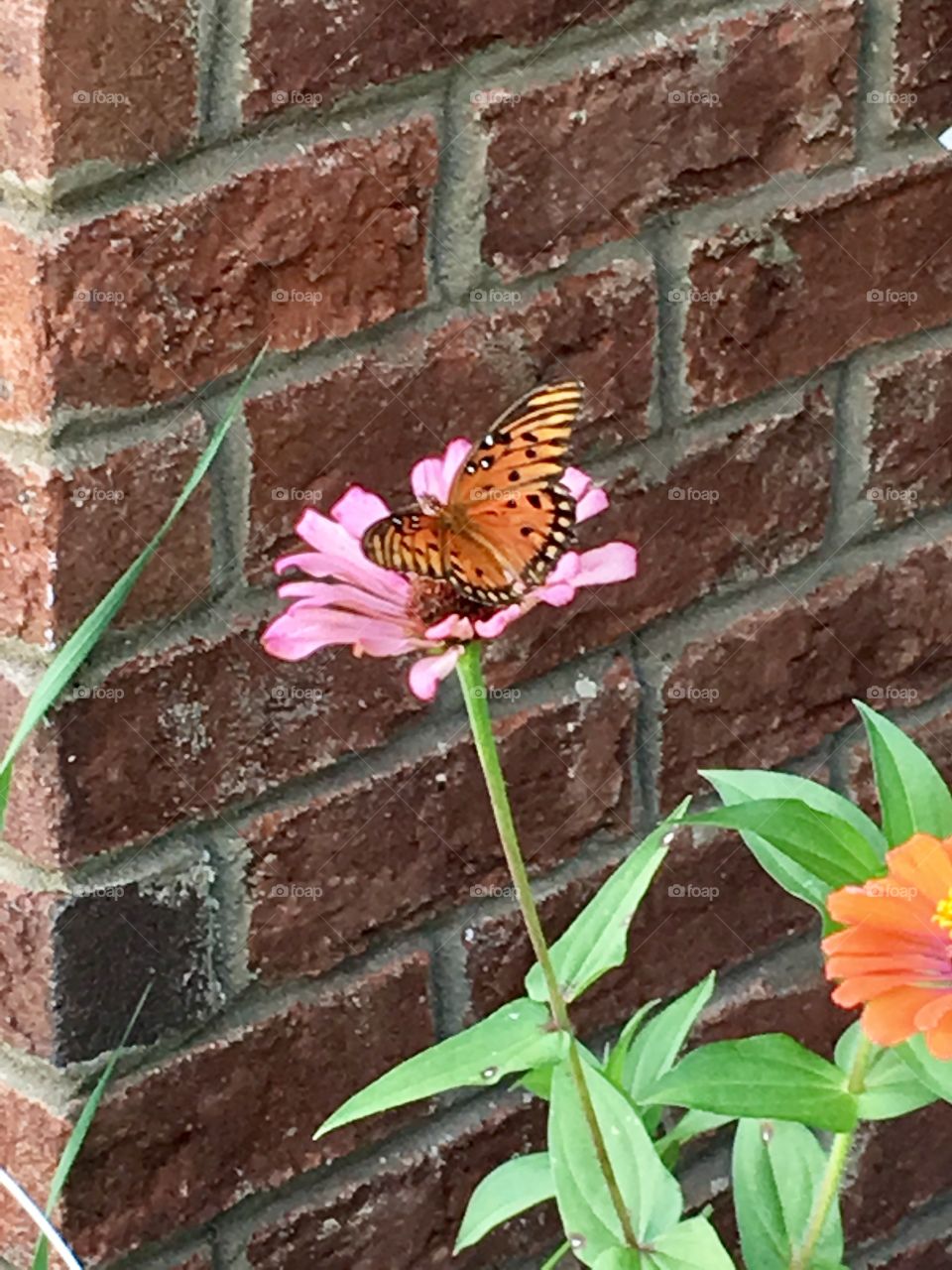Butterfly And Bricks