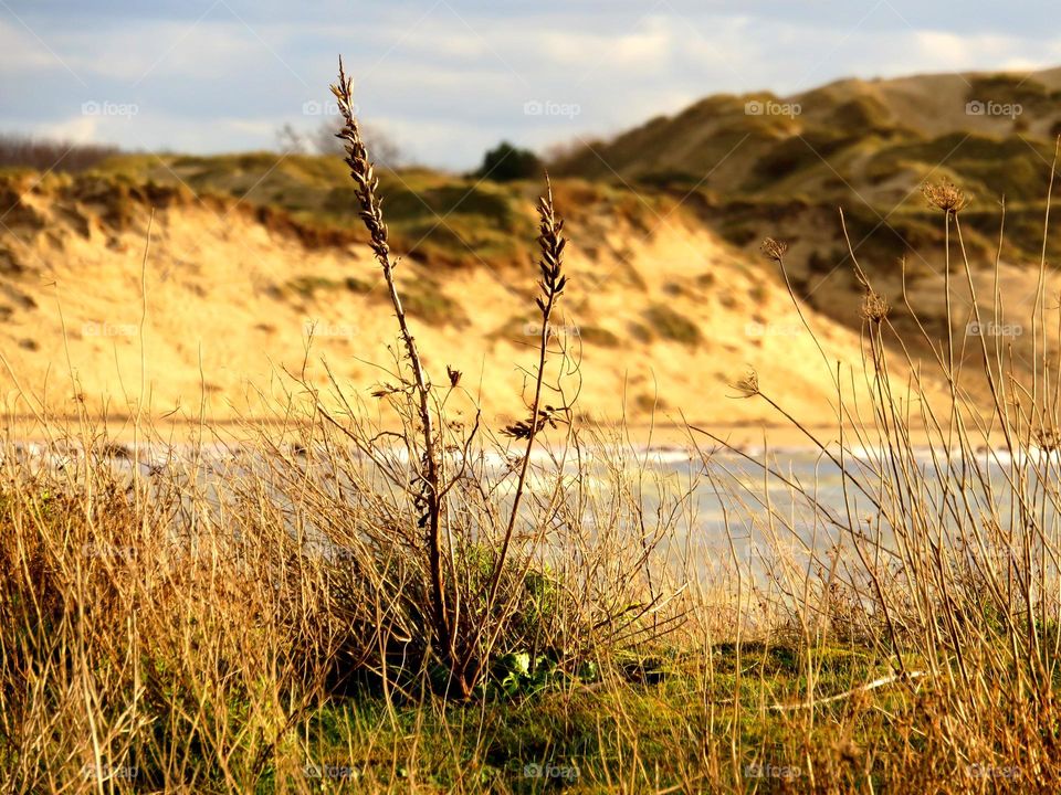 seaside landscape