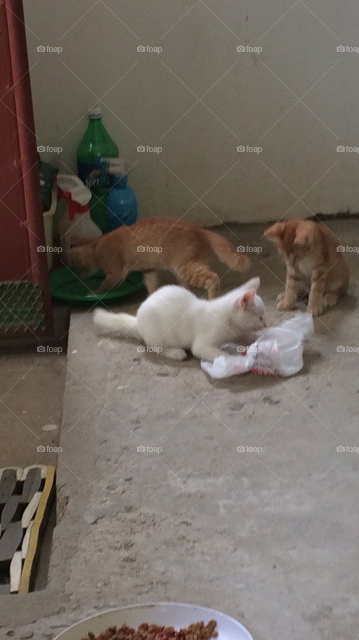 Cats in play