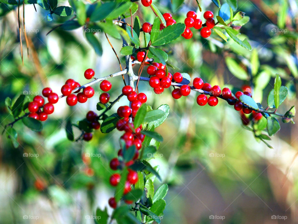 It's that time of year for the bright red  Holly berries to decorate the home landscape!