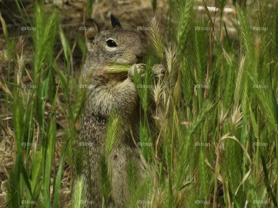 Ground Squirrel 