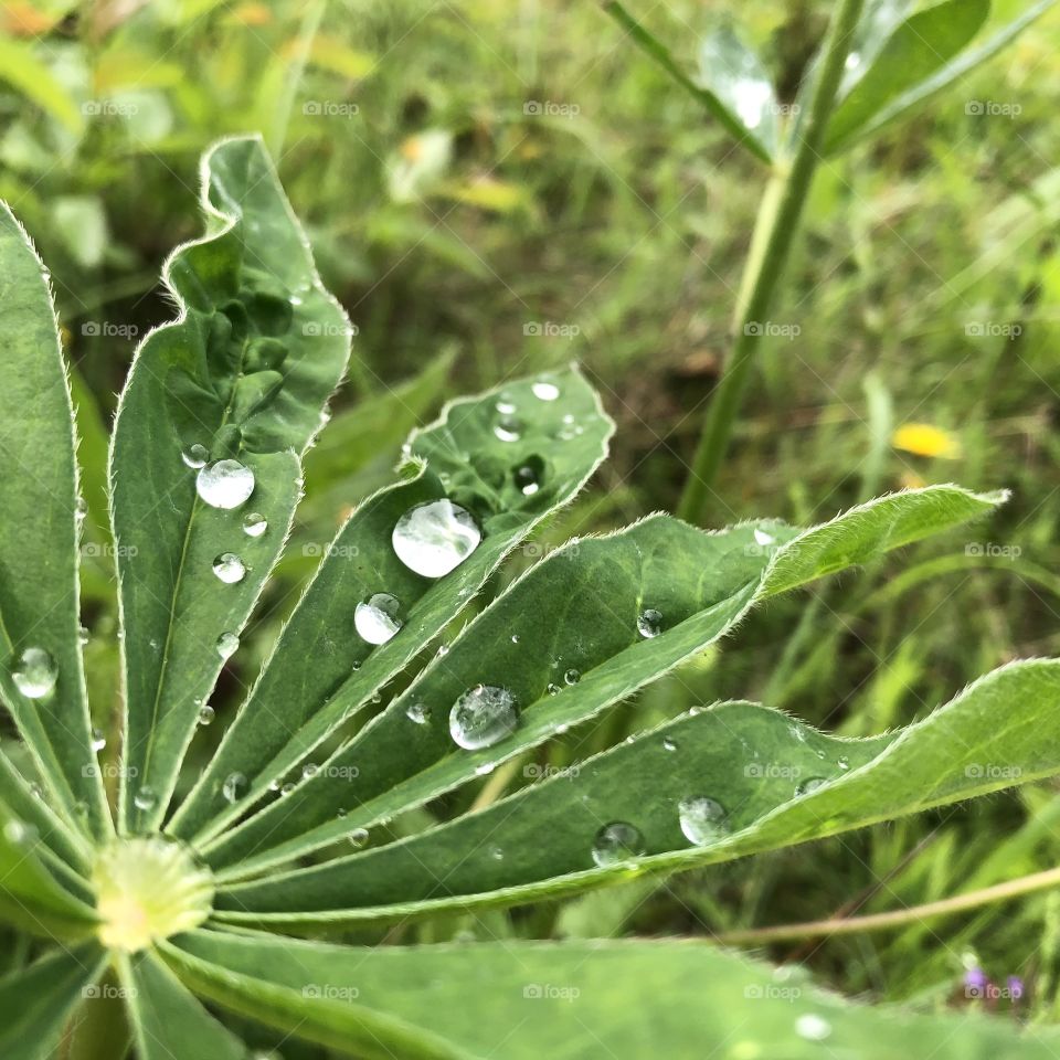 leaf rain drop dew
