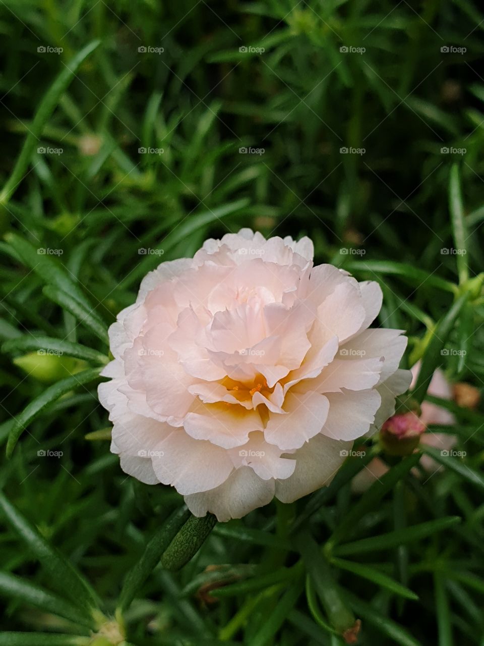 my beautiful Portulaca grandifloramy beautiful Portulaca grandiflora