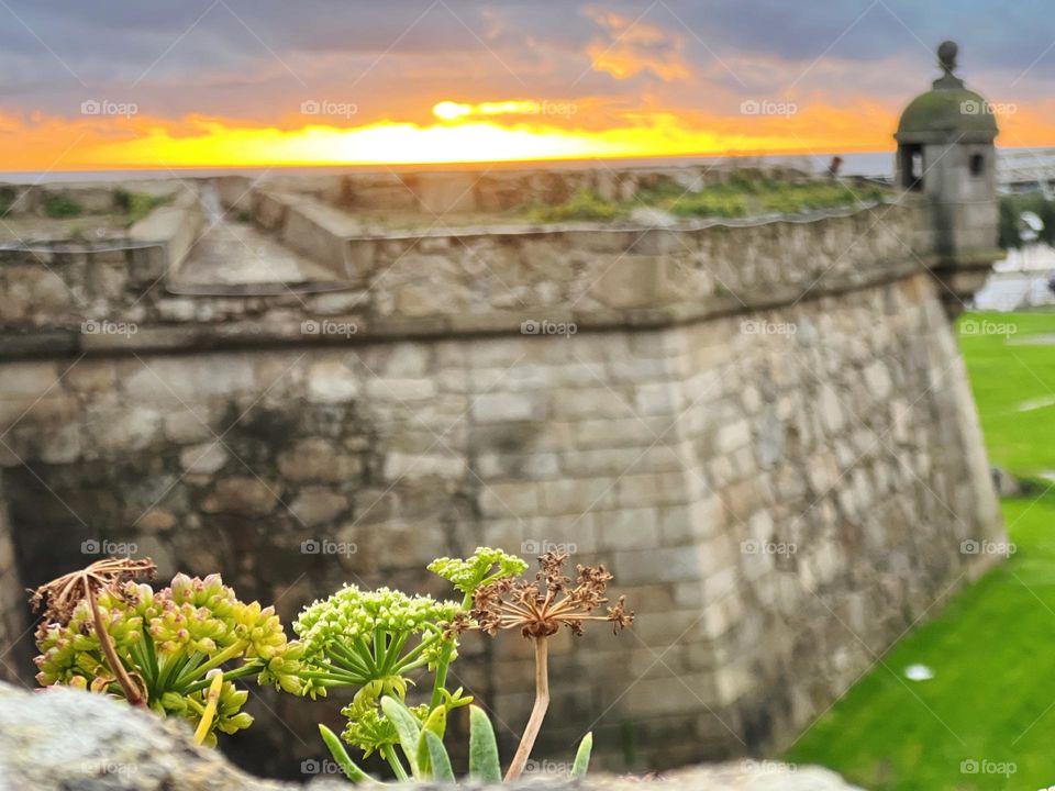Plants on the castle 
