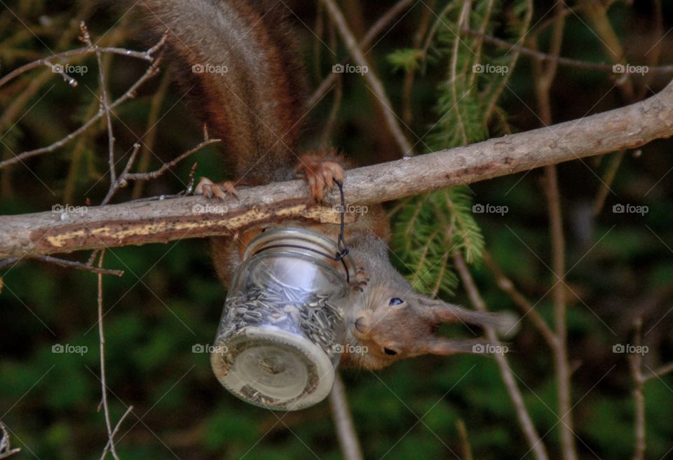 Squirrel hanging from branch