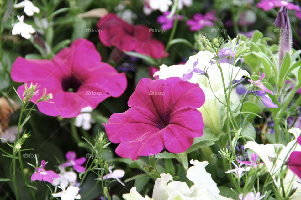 purple flowers