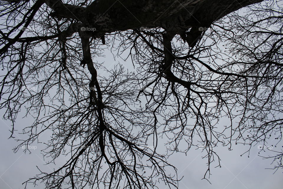 Silhouettes of trees