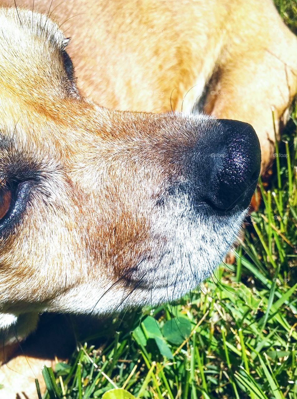 Lilly Dog Nose