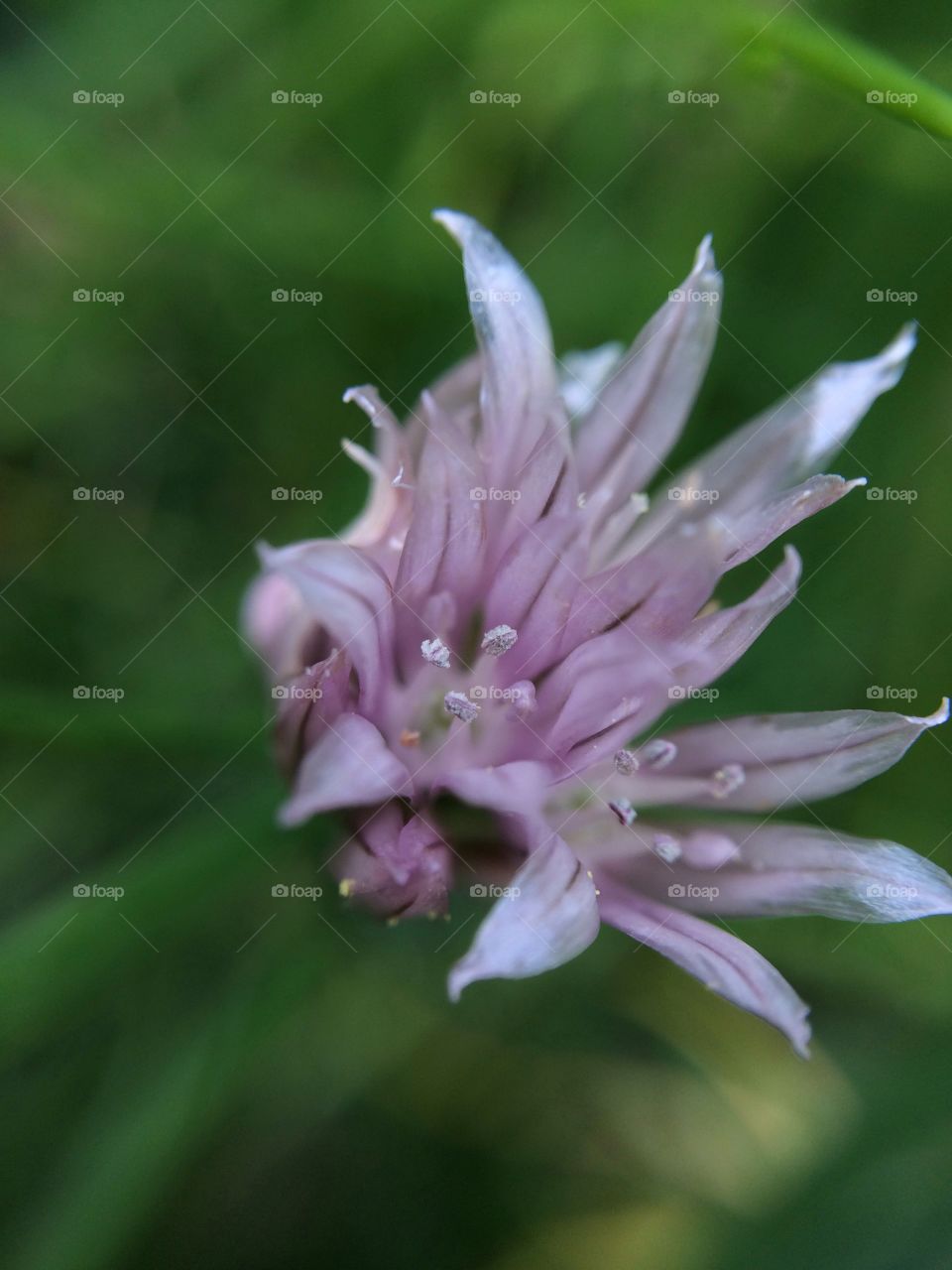 Tiny Flower