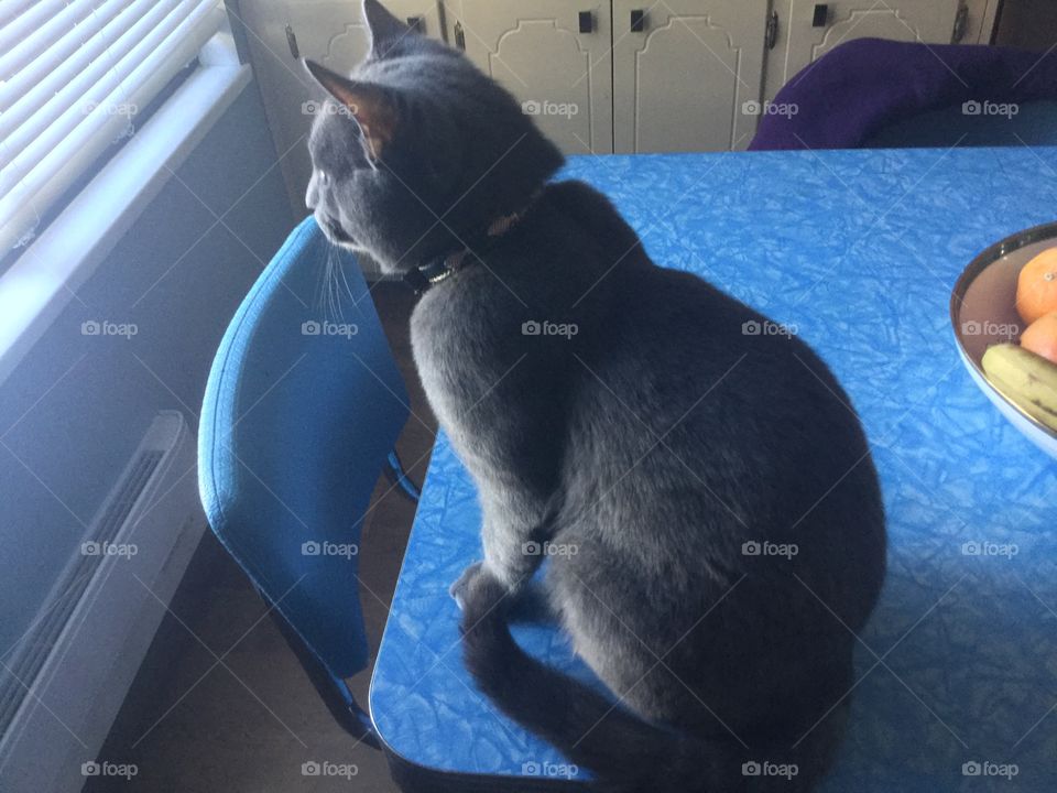 Cat looking Longingly out the window 