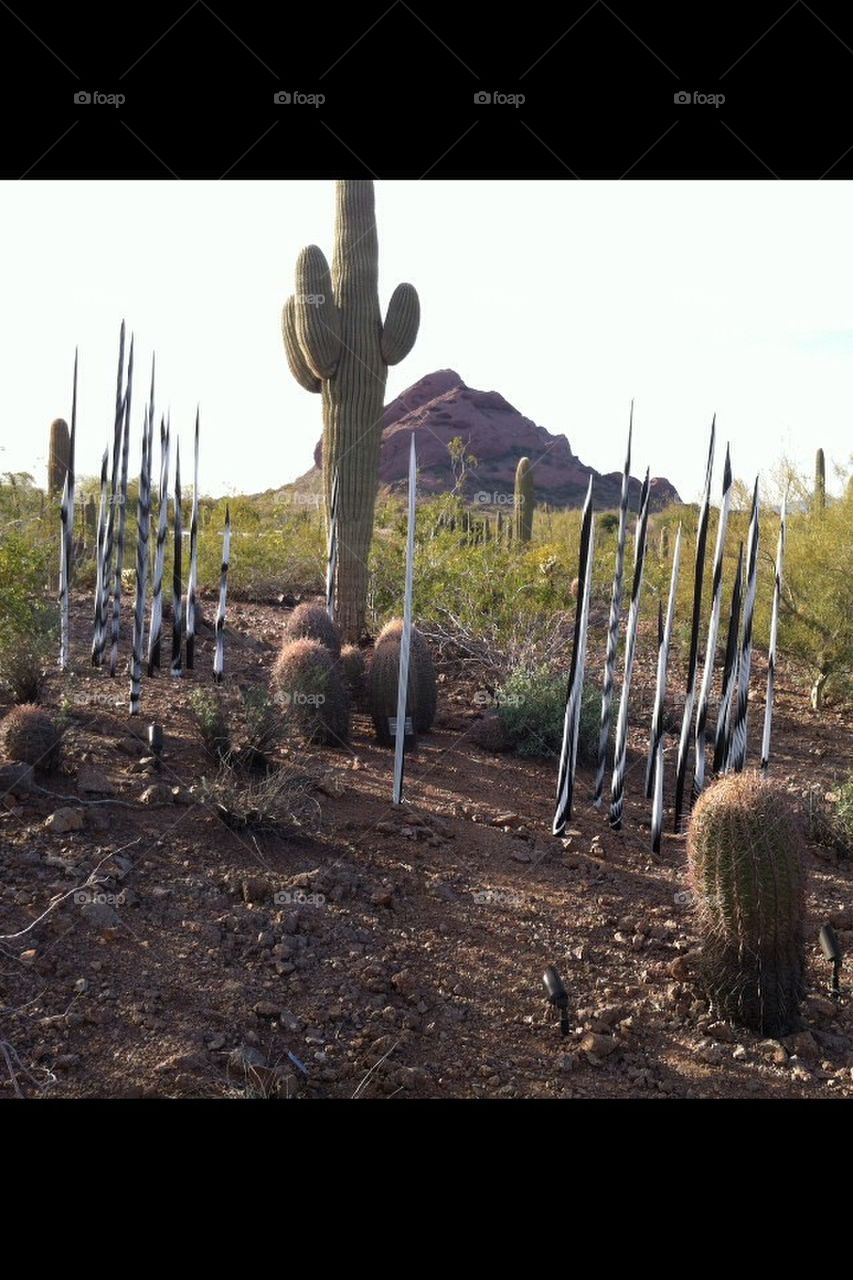Art glass, cactus 