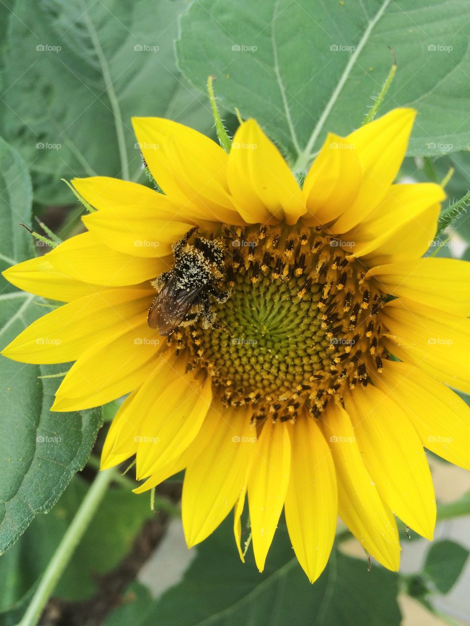 Sunflower 