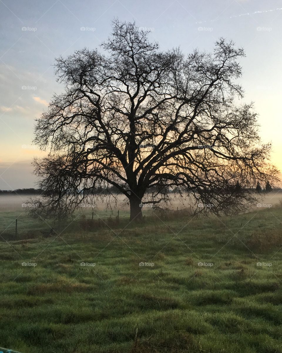 Lone tree on a foggy morning