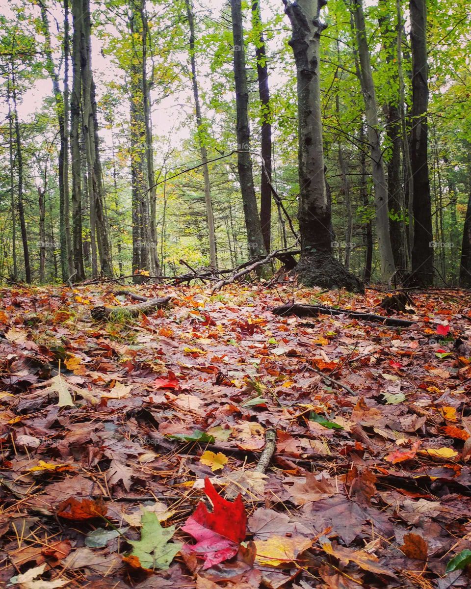 Fall, Leaf, Wood, Nature, Tree