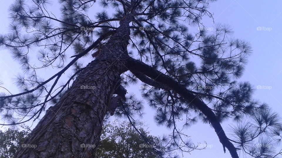Pine Tree. Tall pine tree in my back yard.