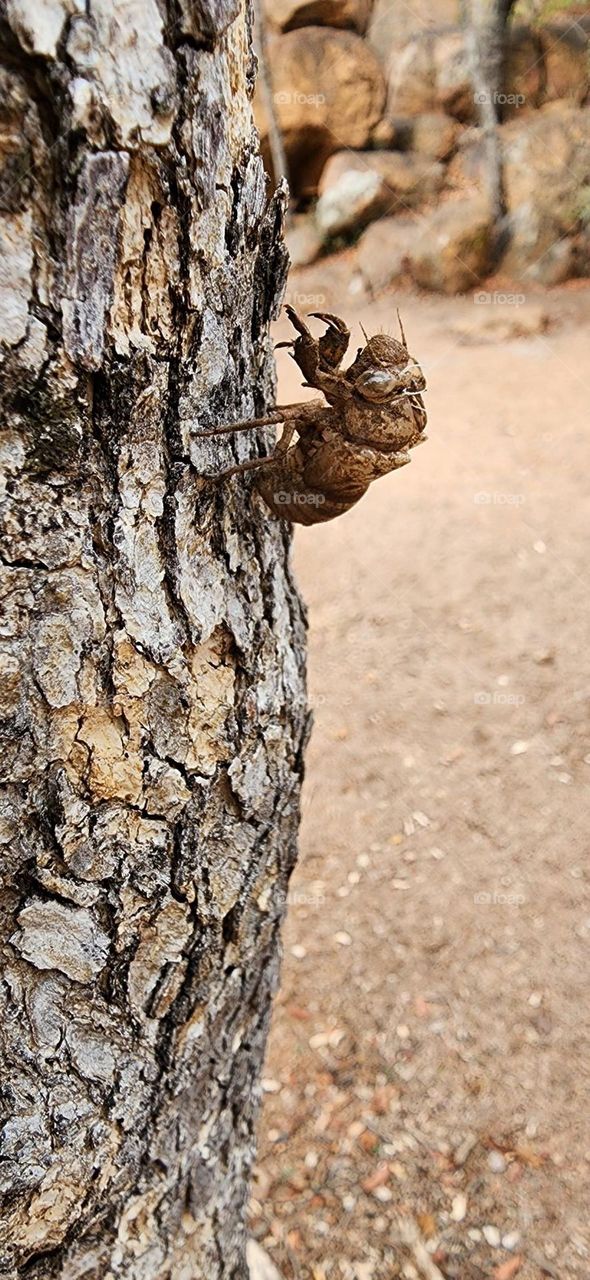 Cicadas insect shell close-up on tree trunk