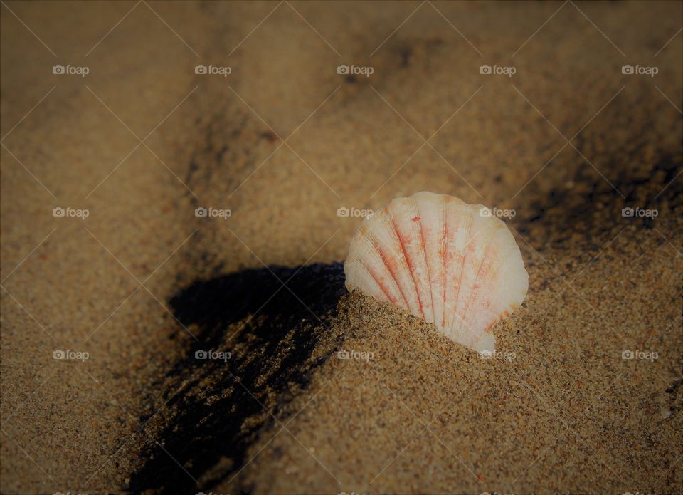 sea shell in the beach sand