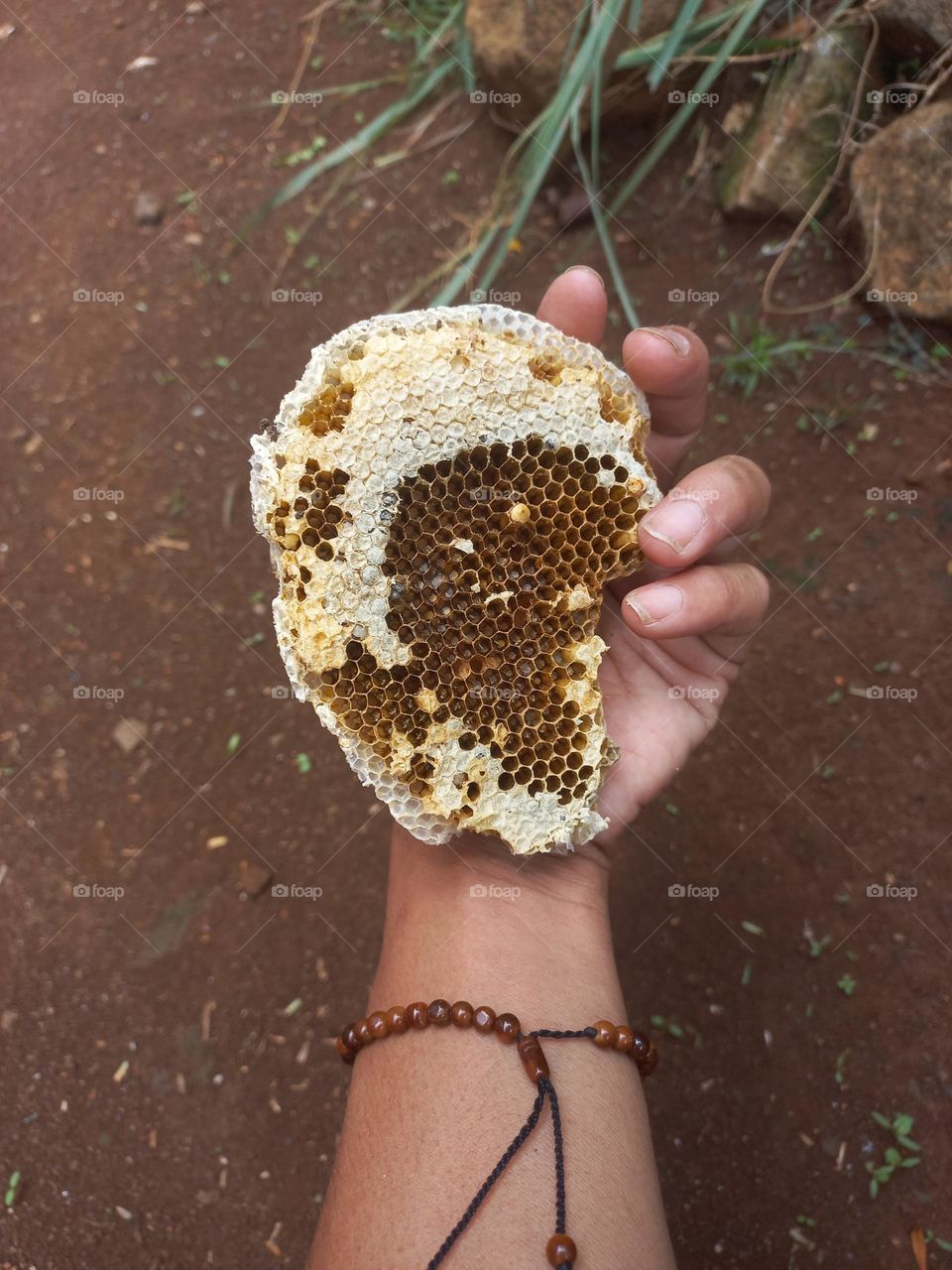 Wasp nest in the palm of the hand