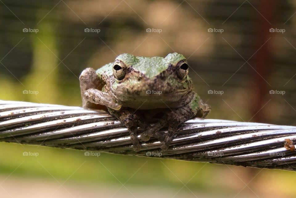Baby Frog Staring
