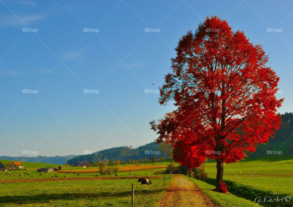 sky nature tree trees by gaguling