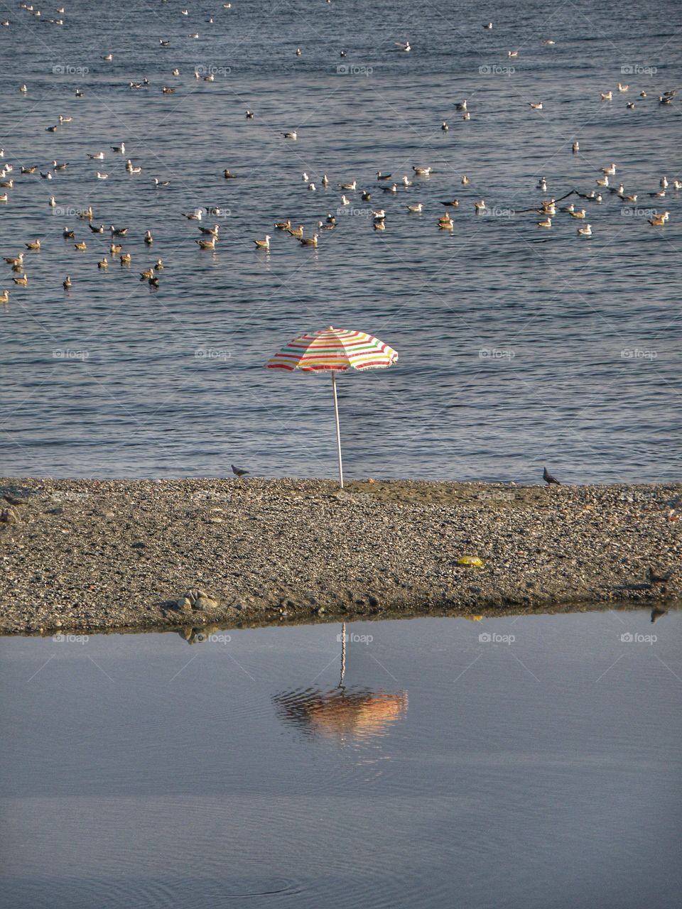 Flock of birds with beach umbrella