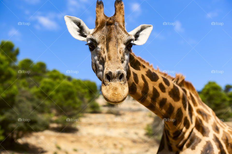 Giraffe portrait 
