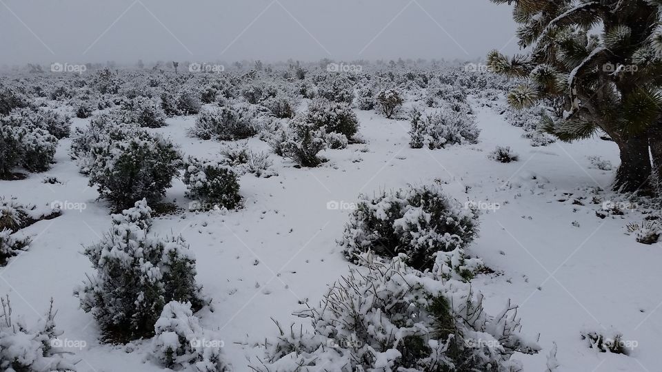 Spring Snows in the Nevada Desert