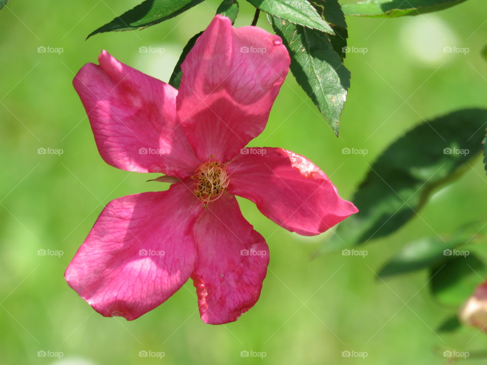 rose flower gree
