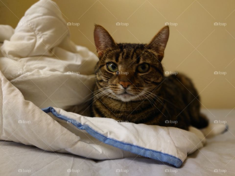 leave me alone human