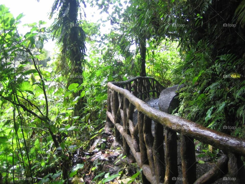 Jungle Path. Costa Rica Rainforest 