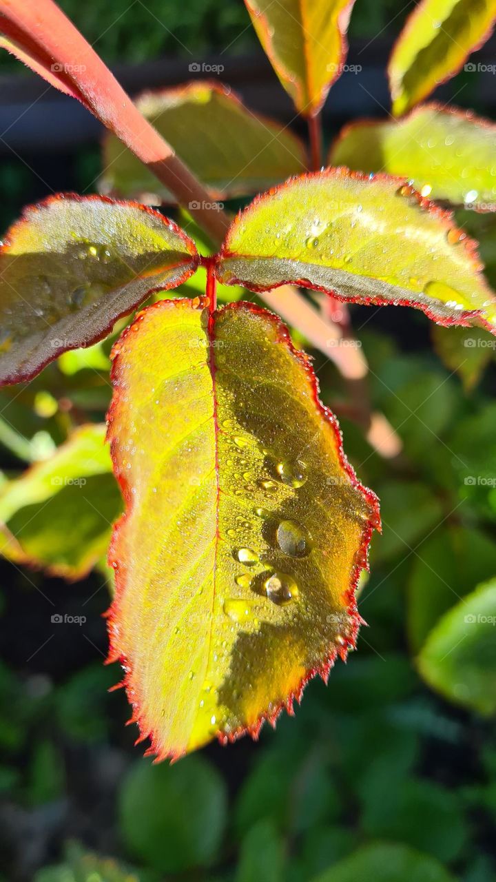 dew drops on a leaf