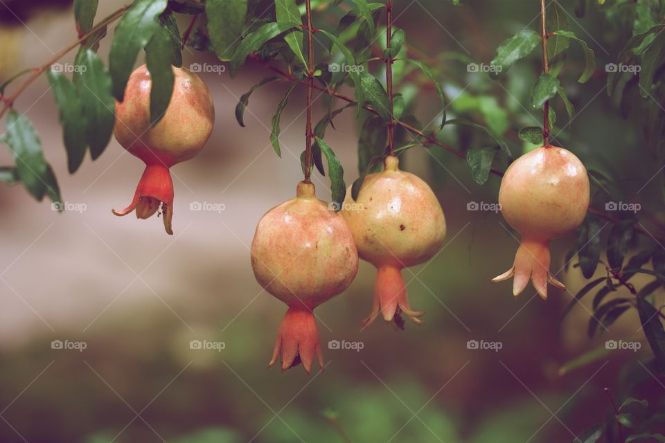 Pomegranate 