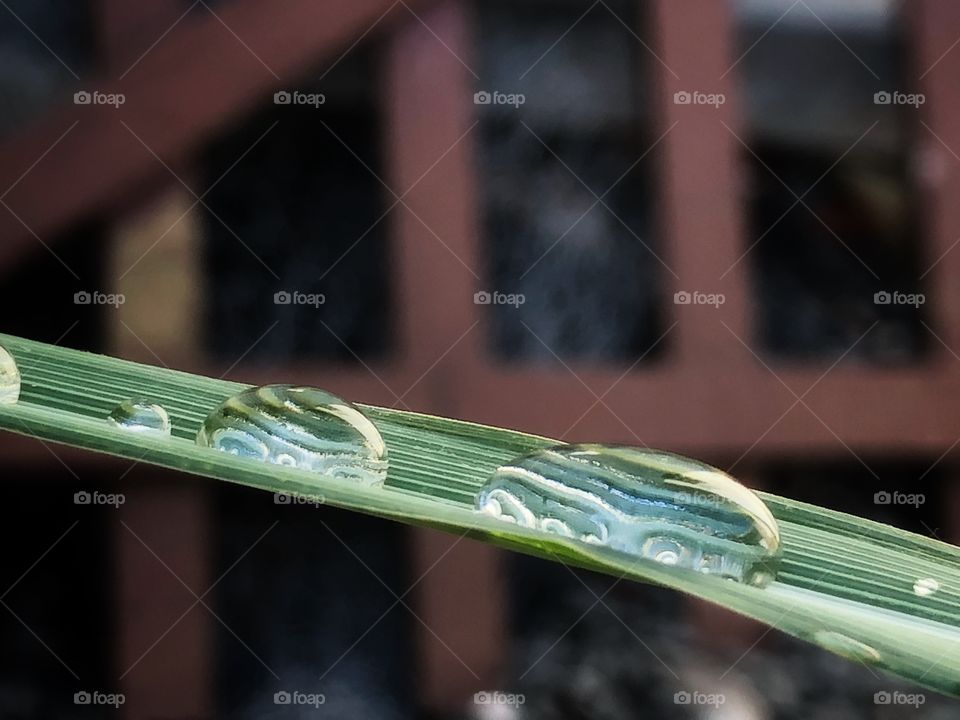 Rain drops on a lemongrass leaf. For some reason, these big drops did not run to the ground, but stayed there, in a show of beauty, transparency and wonder.