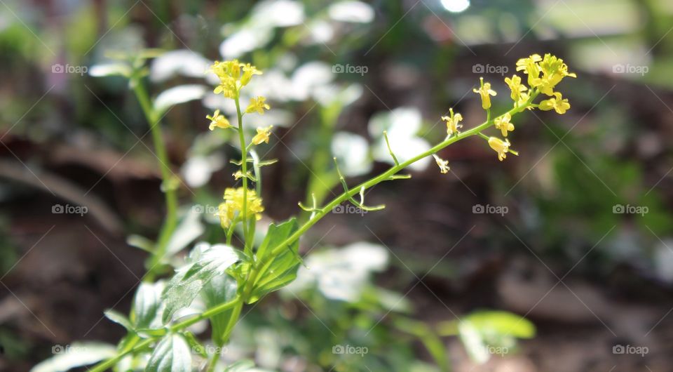 Yellow alyssum flowers in spring with grass in background