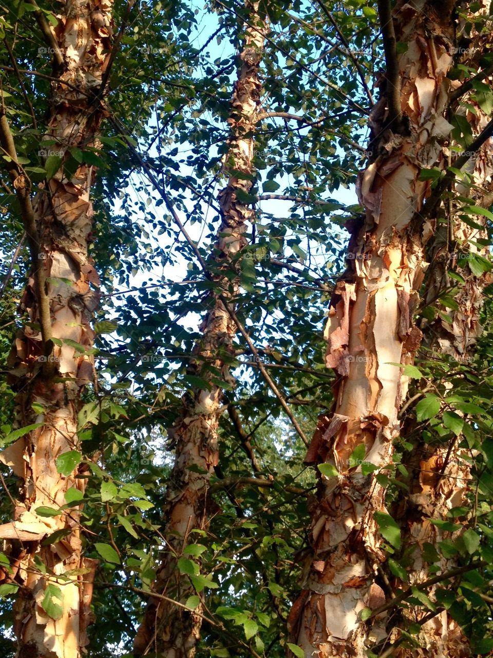 Birch bark up close
