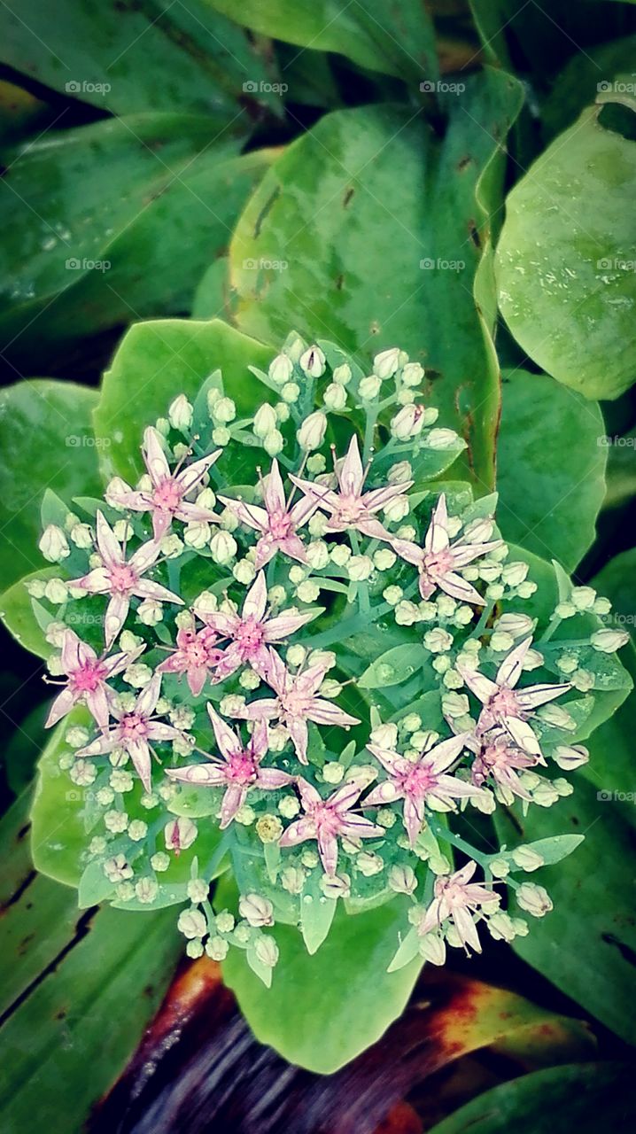 Flowers in the garden, after rain..
