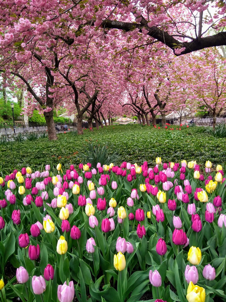 Tulips and Flowering Trees NYC Park