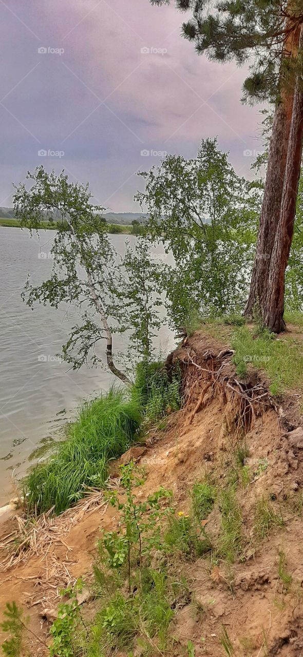 береза над озером