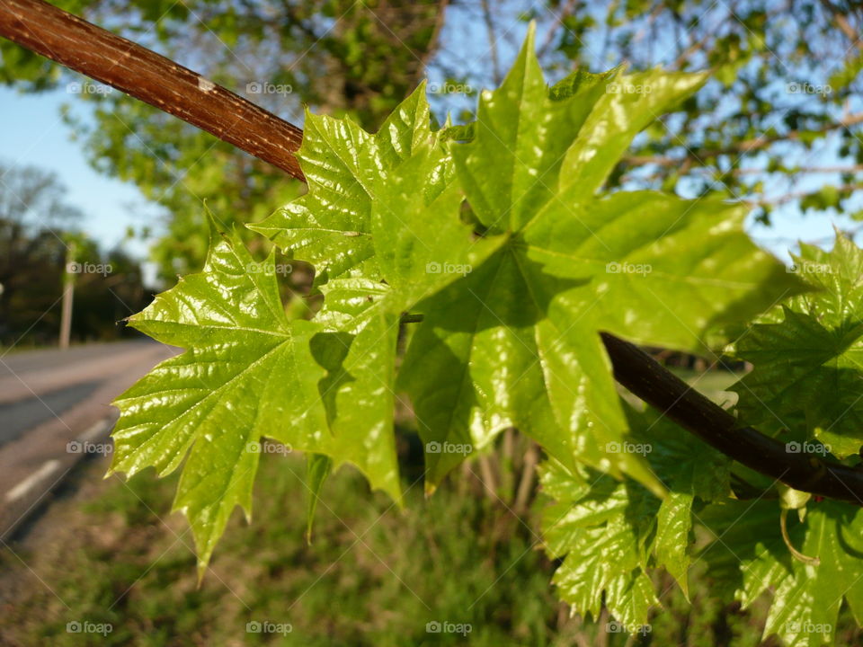 new green leafs