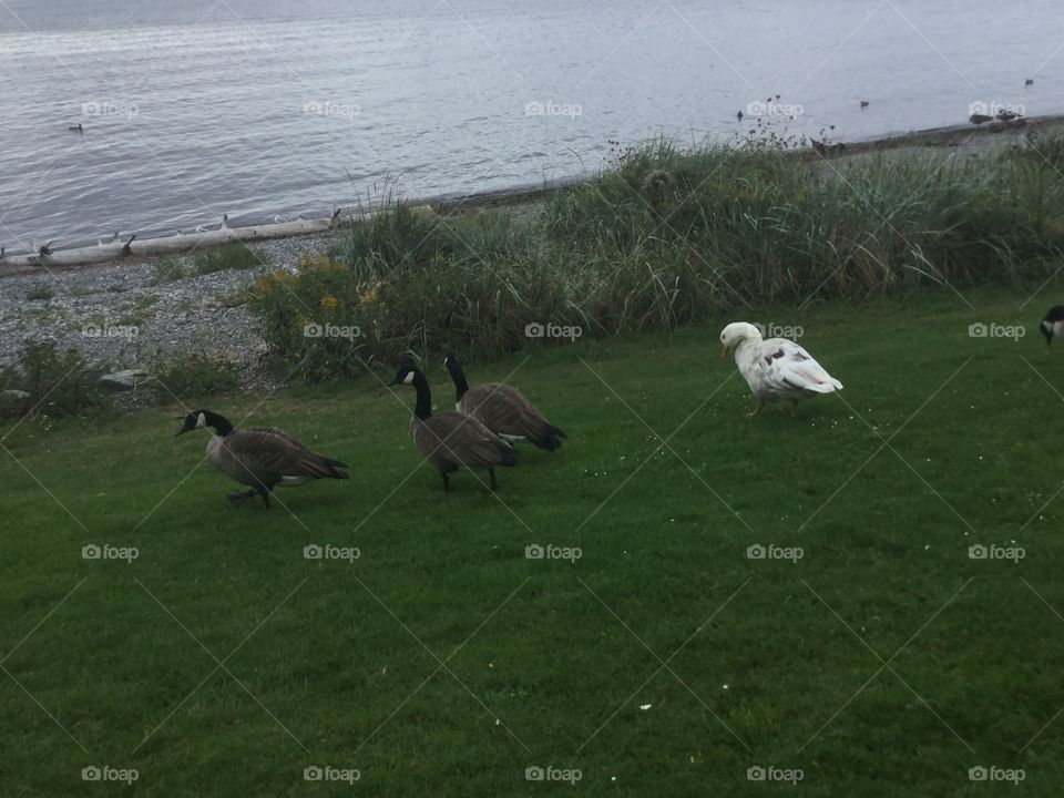 Three Canadian Geese and One White Goose on the Beach in White Rock 
