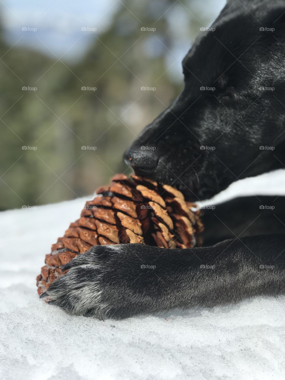 Small puppy paws hold a pinecone in place; the perfect toy for a teething dog. 