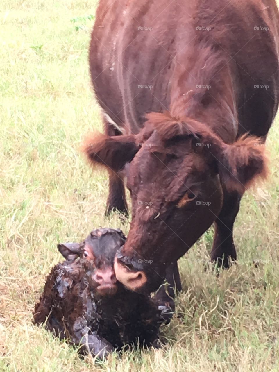 Just born and getting cleaned up by momma cow. 
